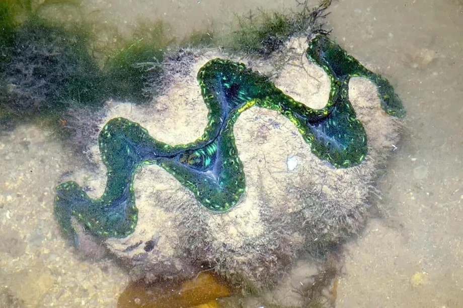 Colourless creatures, a marine giant: Wild finds in Singapore that were revealed in 2025