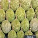 Singapore sees  all-you-can-eat Musang King durian buffet for year-end holiday