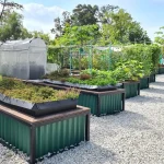 New Bukit Canberra allotment gardening plots among over 140 open for application from Dec 2