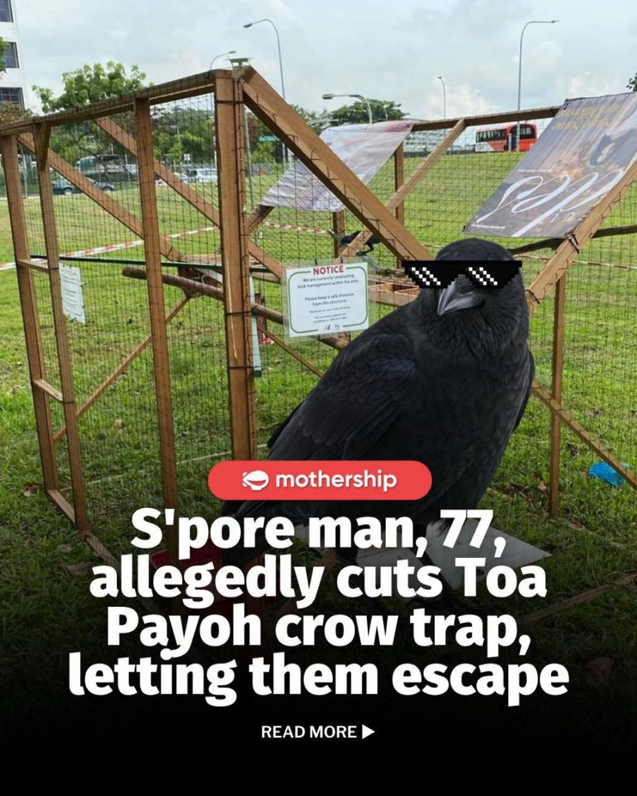 @mothershipsg bet the crows will remember this The offence under Section 427(1)… @mothershipsg bet the crows will remember this The offence under Section 427(1)…