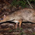 How a fatal virus sparked Pulau Ubin’s mouse-deer boom