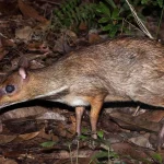 How a fatal virus sparked Pulau Ubin’s mouse-deer boom