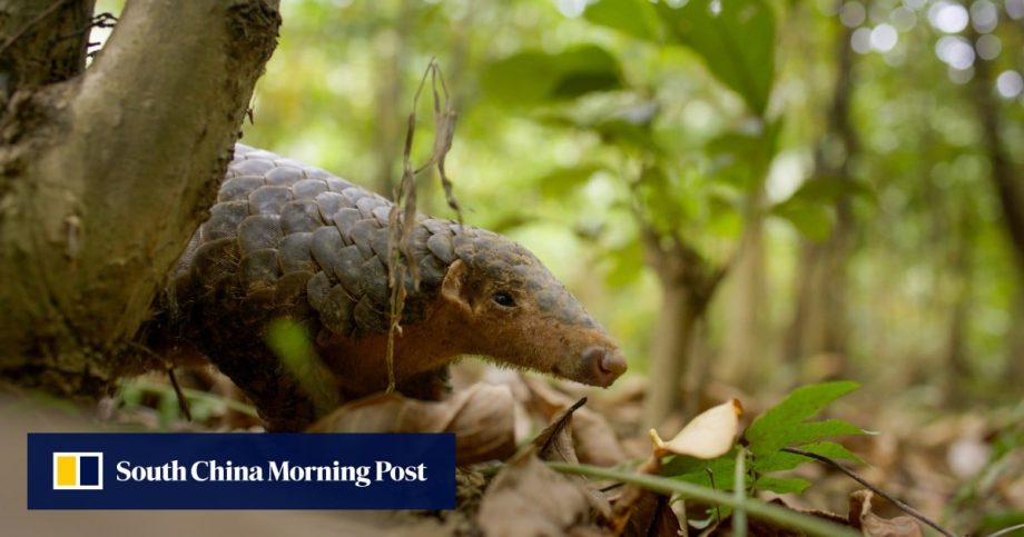 New BBC series China’s Wild Guangdong shows the southern province as a wildlife wonderland