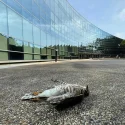 NTU students successfully raise funds to make school building safe for birds