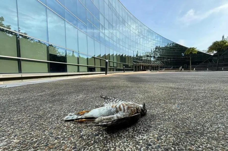 NTU students successfully raise funds to make school building safe for birds NTU students successfully raise funds to make school building safe for birds