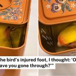 ‘Terrified’ pet bird found injured at Marine Parade eldercare centre, foster mum seeks owner