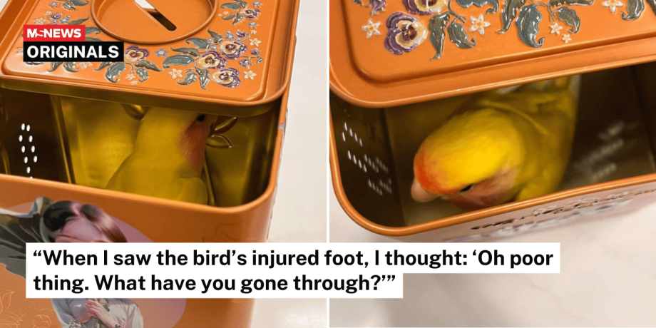 ‘Terrified’ pet bird found injured at Marine Parade eldercare centre, foster mum seeks owner