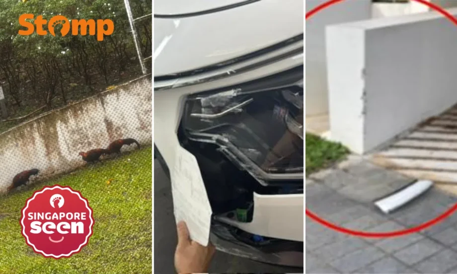 Condo resident blames chicken for causing her to drive into wall, has to pay for damage to car — and wall Condo resident blames chicken for causing her to drive into wall, has to pay for damage to car — and wall