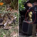 Python strangles and eats cat in front of crowd near Eunos MRT station, ‘rescued from location’ by Acres