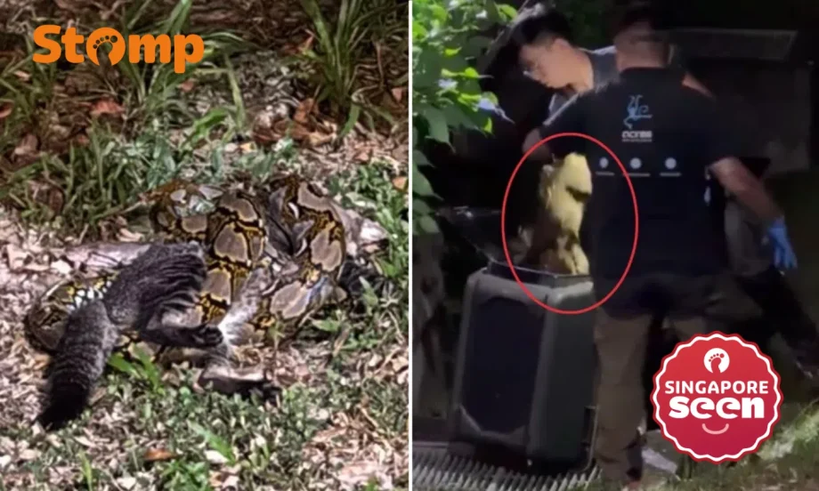 Python strangles and eats cat in front of crowd near Eunos MRT station, ‘rescued from location’ by Acres Python strangles and eats cat in front of crowd near Eunos MRT station, ‘rescued from location’ by Acres