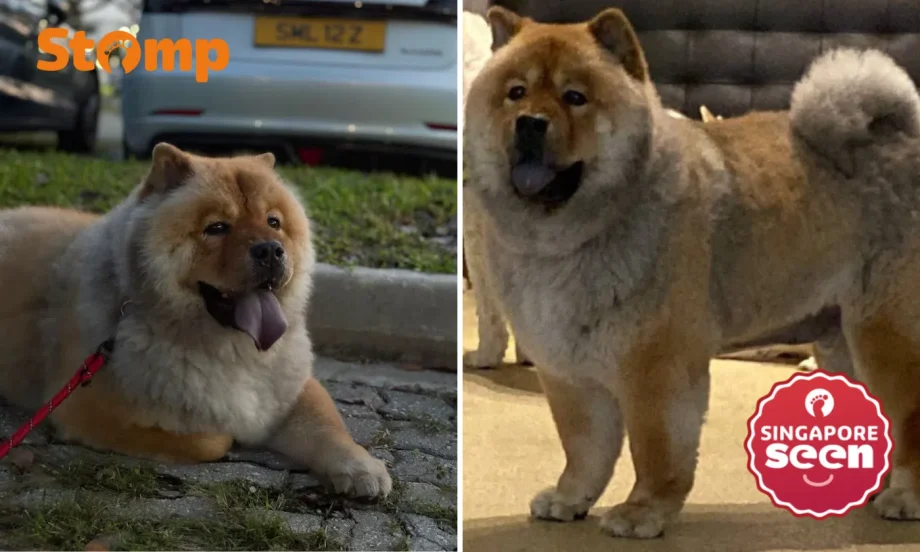 Stomper offering ,000 reward for safe return of lost dog last seen along CTE Stomper offering ,000 reward for safe return of lost dog last seen along CTE