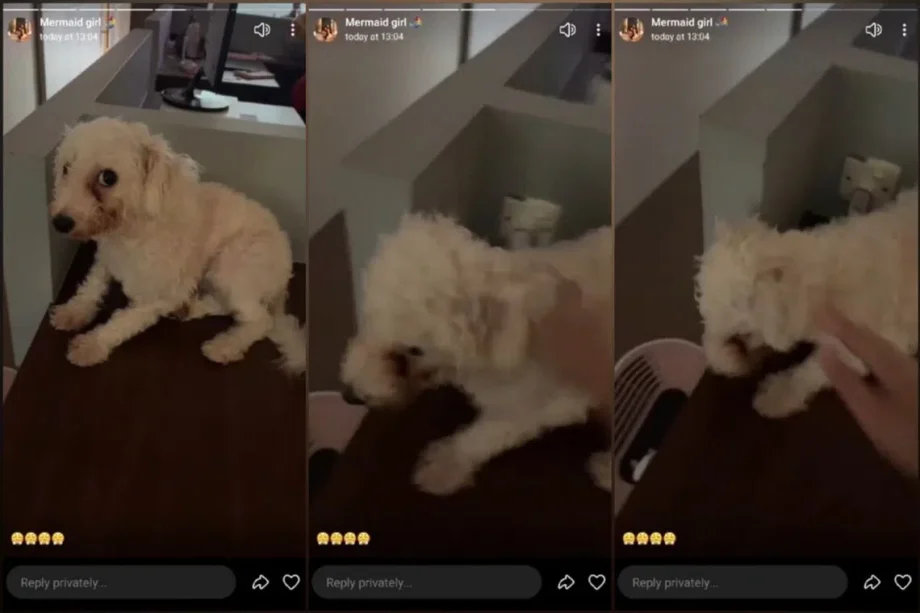 NParks investigating S’pore influencer over dog abuse allegations NParks investigating S’pore influencer over dog abuse allegations
