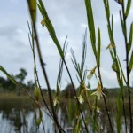 Part of Holland Plain, home to orchid once thought extinct, up for preservation