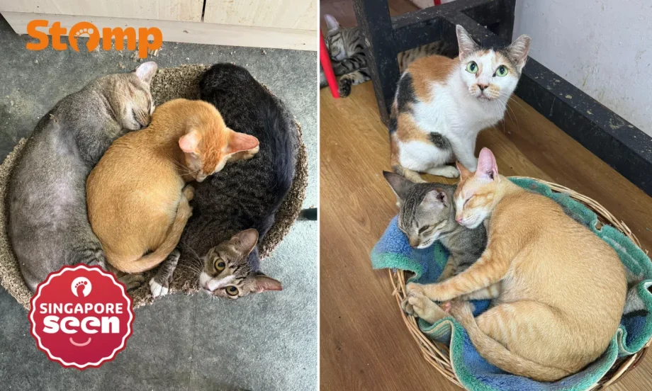 Joo Chiat boarding home with 85 cats facing eviction after owing ,000 in rent