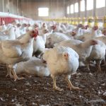 Colombian Teens Win a Global Robotics Award in Singapore