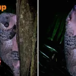 3am hunt for snakes in forest leads Stomper to ecstatic find