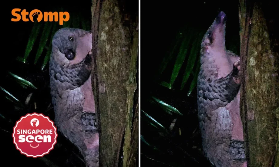 3am hunt for snakes in forest leads Stomper to ecstatic find