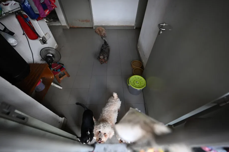 Understand the challenges of animal rescue before passing judgments: Shanmugam Understand the challenges of animal rescue before passing judgments: Shanmugam