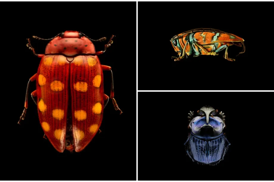 Walk among 2m-tall giant bugs at ArtScience Museum’s magnified insect photo exhibition from Jan 17