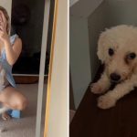 S’pore creator ‘Mermaid Girl’ accused of dog abuse, selling vapes & joking about ‘outsmarting’ HSA