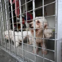Animal Lovers League charity status under probe