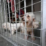 Animal Lovers League charity status under probe
