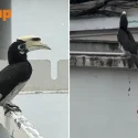 Hornbill knocks on kitchen window of Ang Mo Kio flat in surprise visit, leaves ‘gift’ behind
