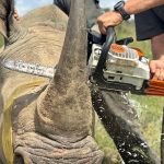 From Kruger to Changi: Singapore’s role in the illegal rhino horn pipeline