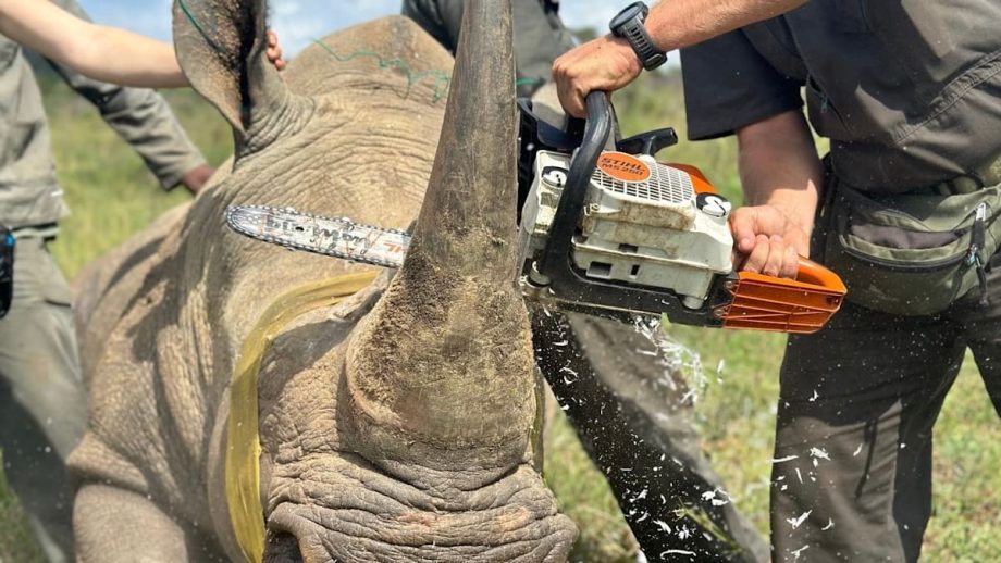 From Kruger to Changi: Singapore’s role in the illegal rhino horn pipeline From Kruger to Changi: Singapore’s role in the illegal rhino horn pipeline