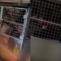 S’poreans Weigh In On Viral Video Showing Migrant Workers In Caged Lorry: “Humanity Sucks In SG”