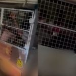 S’poreans Weigh In On Viral Video Showing Migrant Workers In Caged Lorry: “Humanity Sucks In SG”