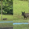 “OMG, Is That a Wolf?” Dog At NTU Goes Viral