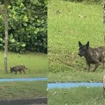 “OMG, Is That a Wolf?” Dog At NTU Goes Viral