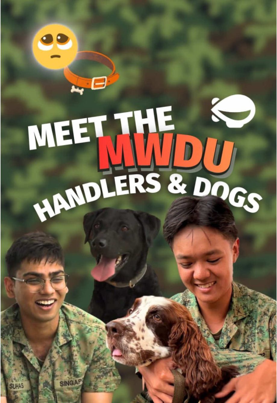 @mothershipsg When your co-worker has four legs and outperforms you  #sgtok #fyp…