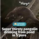 @mothershipsg just a thirsty pangolin …