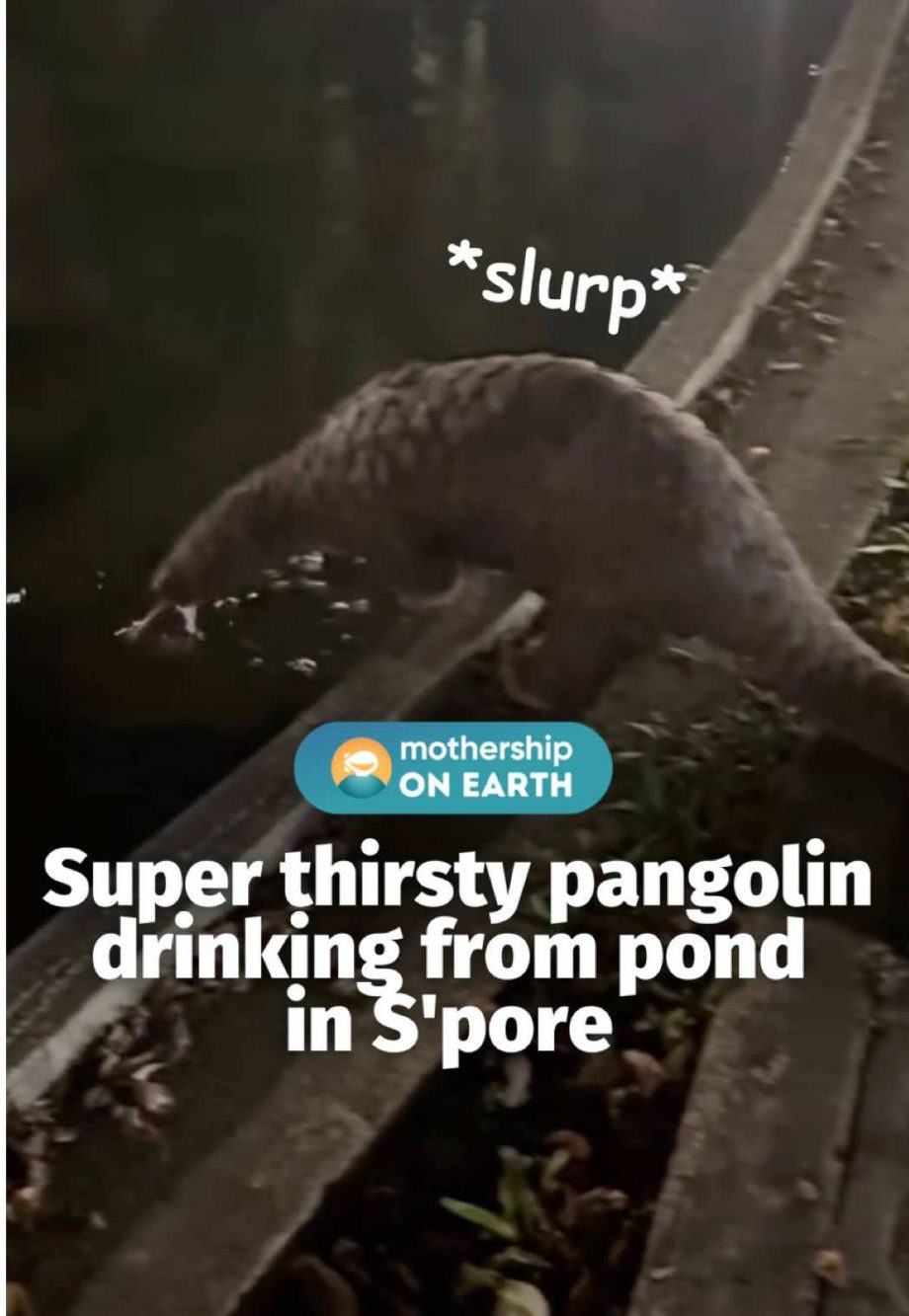 @mothershipsg just a thirsty pangolin …