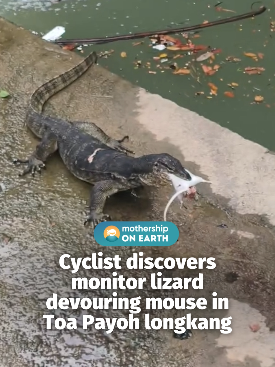 @mothershipsg Some like toast but some like mouse for breakfast #singapore #news…