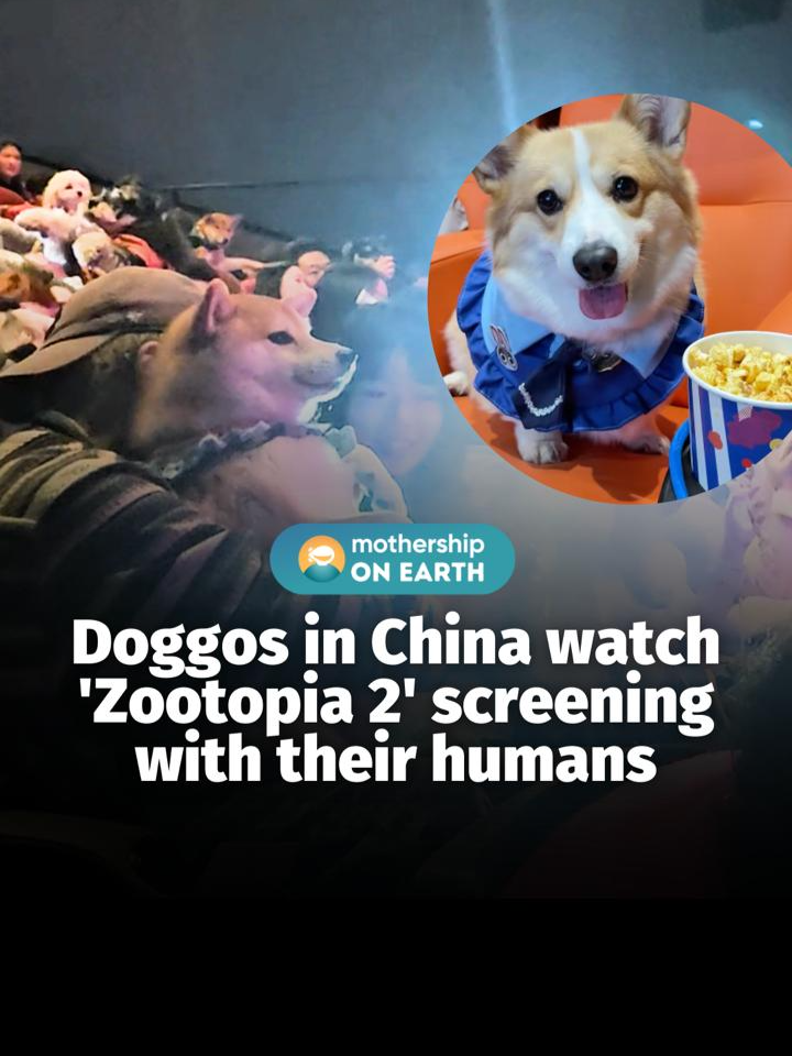 @mothershipsg hope they brought some pupcorn  #tiktok #animal …