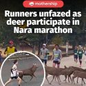 @mothershipsg nani? bojio leh #japan #marathon #deer  …