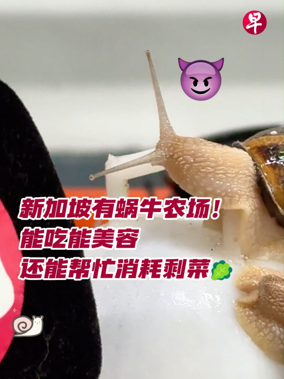 @zaobaosg 你知道新加坡有蜗牛农场吗？小小的蜗牛不仅能用于烹饪，还能为环保尽一份力！ #singapore #tiktoksg #singaporeli…