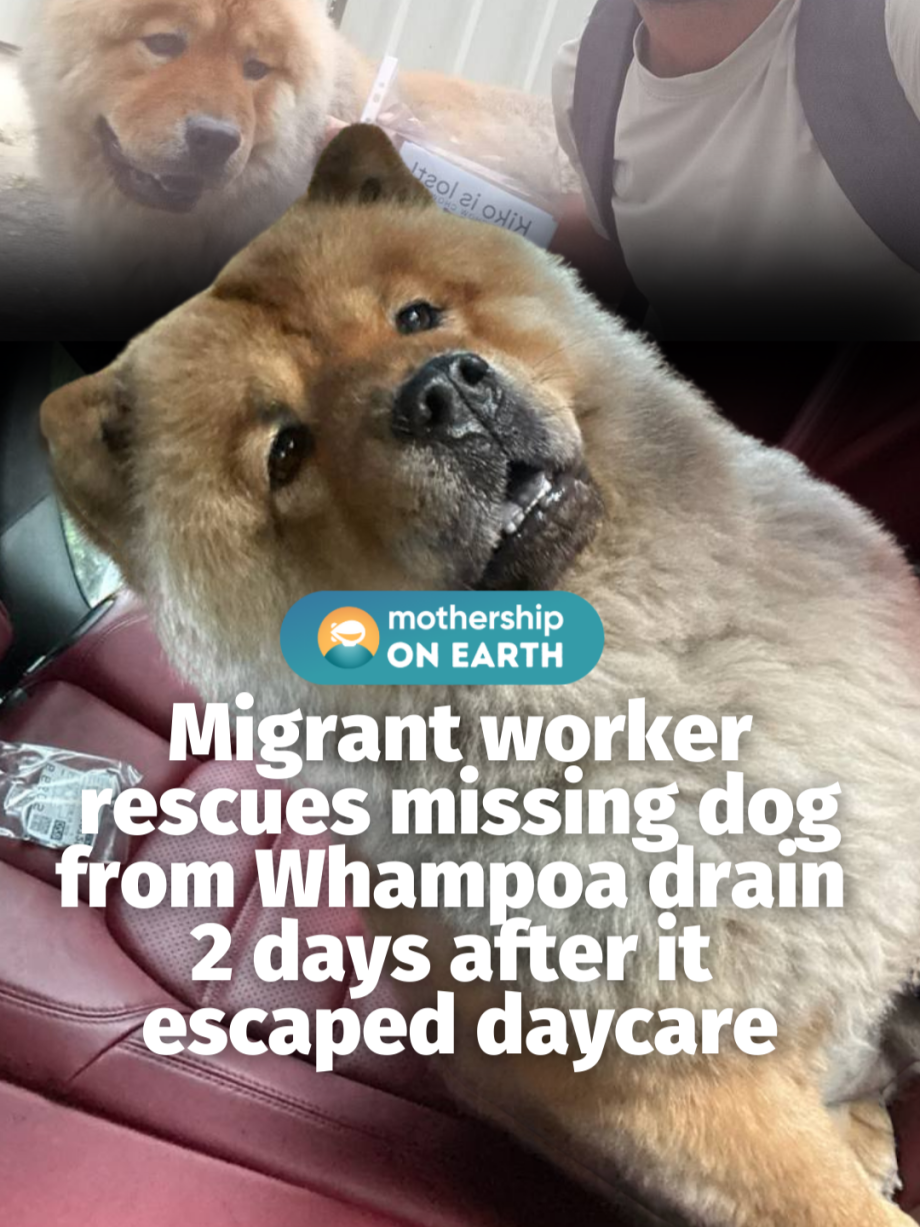 @mothershipsg The missing dog’s daycare, Woofworks, said on Dec. 9 that the dog … @mothershipsg The missing dog’s daycare, Woofworks, said on Dec. 9 that the dog …