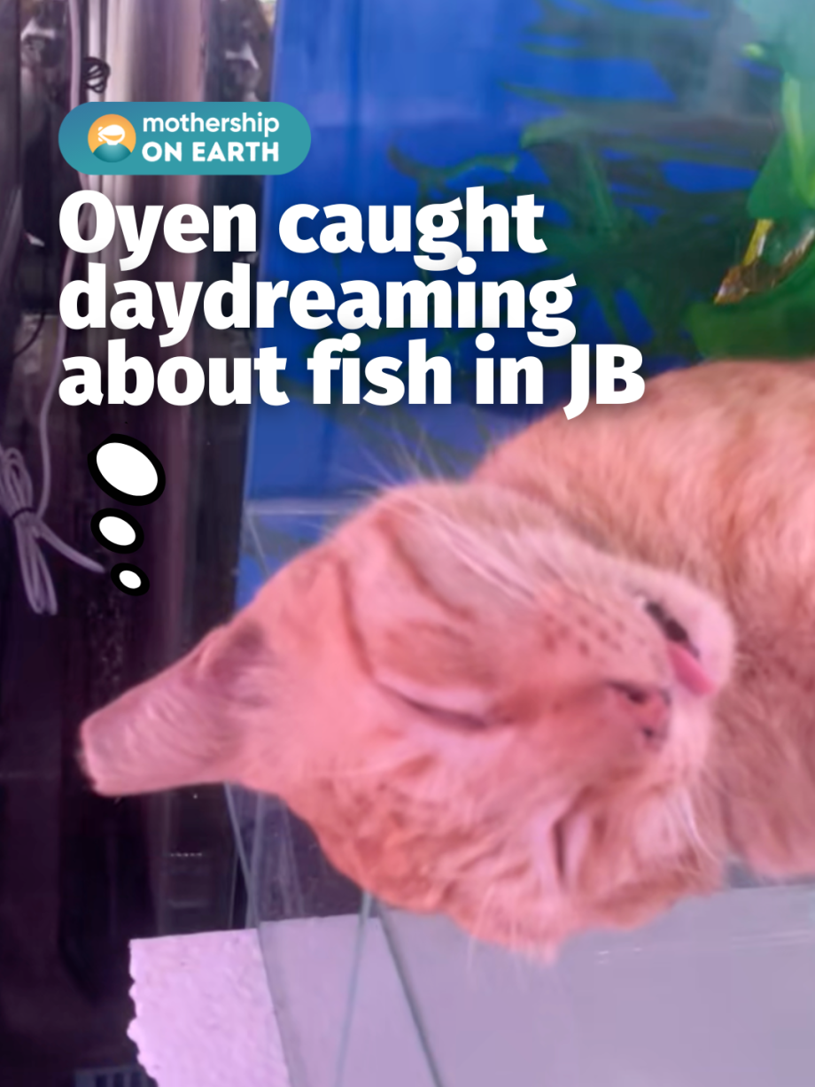 @mothershipsg just keep sleeping   The video, posted on TikTok on Dec. 2, showed…