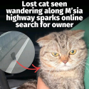 @mothershipsg a cat-astrophe  According to a post uploaded to a missing pet Face…