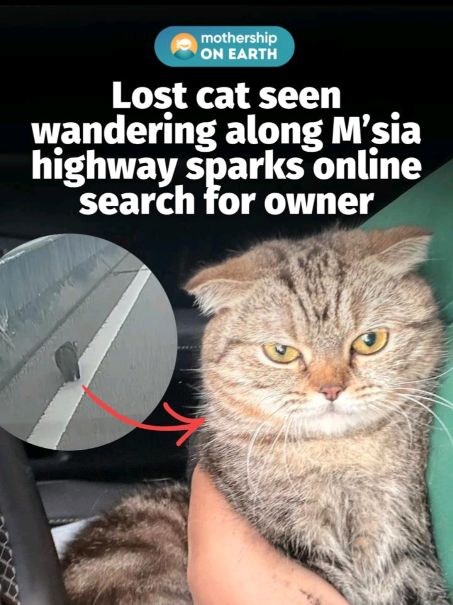 @mothershipsg a cat-astrophe  According to a post uploaded to a missing pet Face…