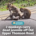 @mothershipsg Primatologist Andie Ang told Mothership that the incident was like…