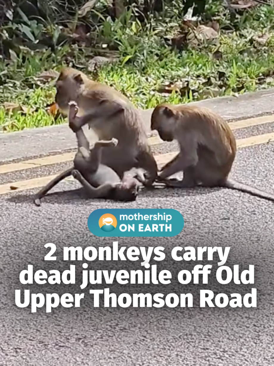@mothershipsg Primatologist Andie Ang told Mothership that the incident was like… @mothershipsg Primatologist Andie Ang told Mothership that the incident was like…