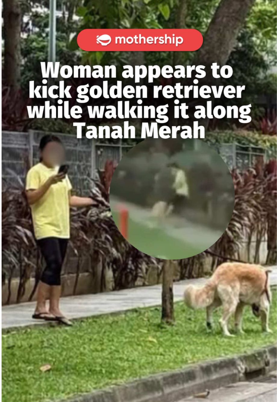 @mothershipsg Speaking with Mothership, the driver Simeon said the incident occu… @mothershipsg Speaking with Mothership, the driver Simeon said the incident occu…