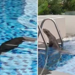Otter spotted enjoying a swim, spinning underwater in private swimming pool