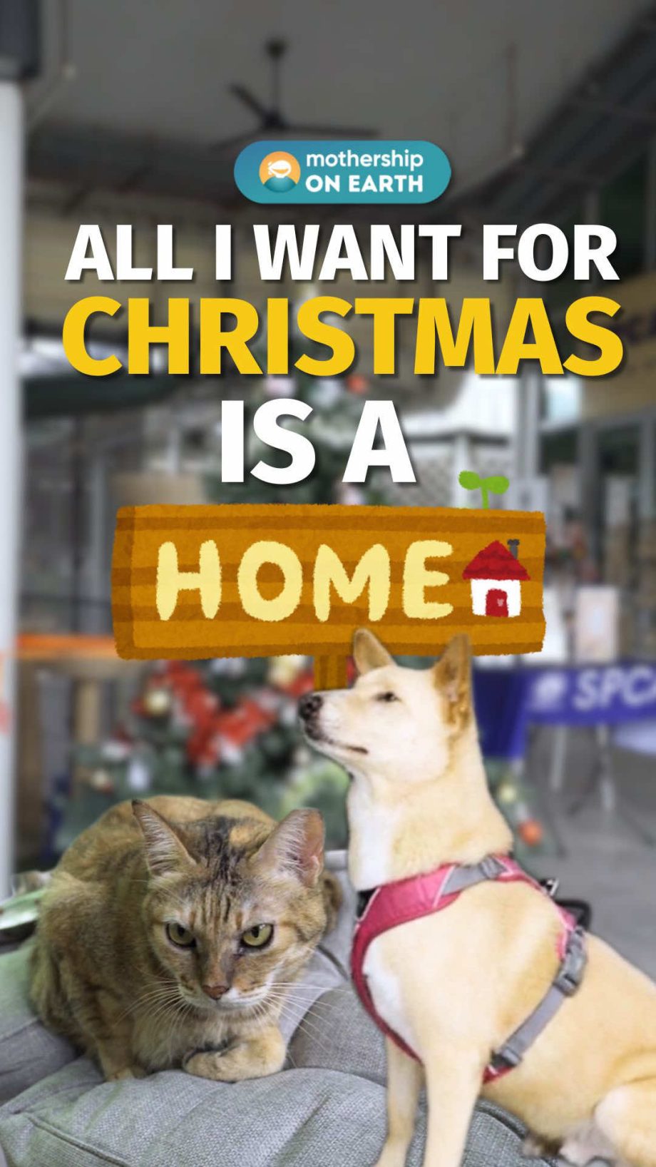 @mothershipsg Will they get to spend next year’s Christmas woof you? #fyp #spca …
