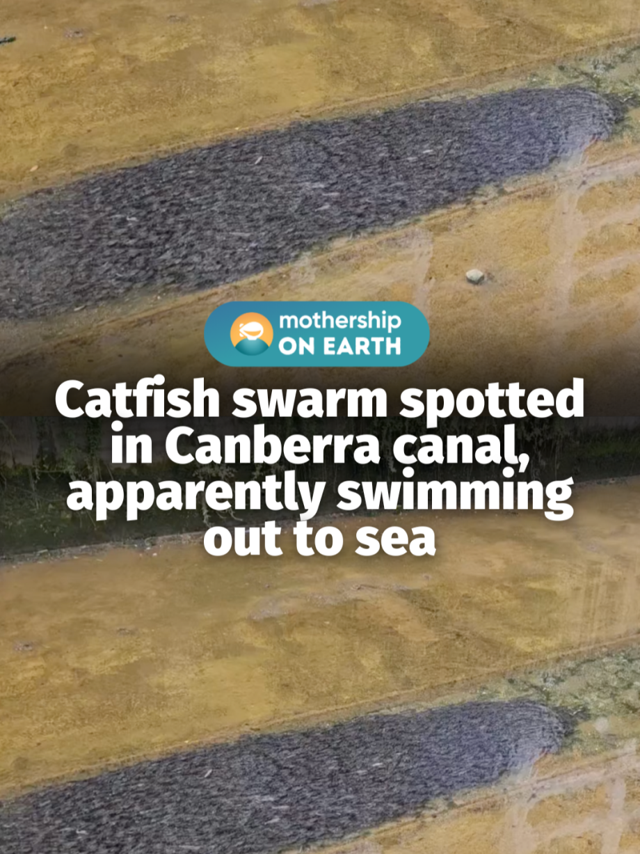 @mothershipsg not koi fish but still cute  singapore catfish fyp …